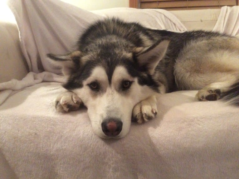 Beowulf, an Alaskan Malamute and Siberian Husky mix tested with EmbarkVet.com