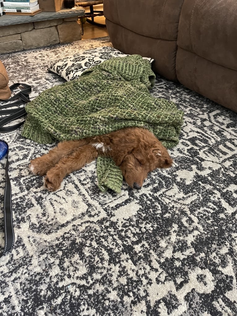 Figgy, a Goldendoodle tested with EmbarkVet.com