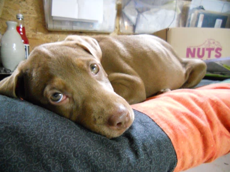 Necco, a Staffordshire Terrier and Labrador Retriever mix tested with EmbarkVet.com