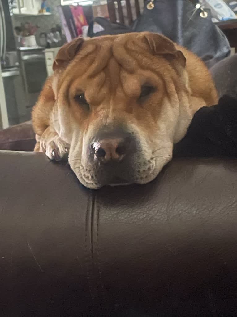 Giorgio, a Chinese Shar-Pei tested with EmbarkVet.com