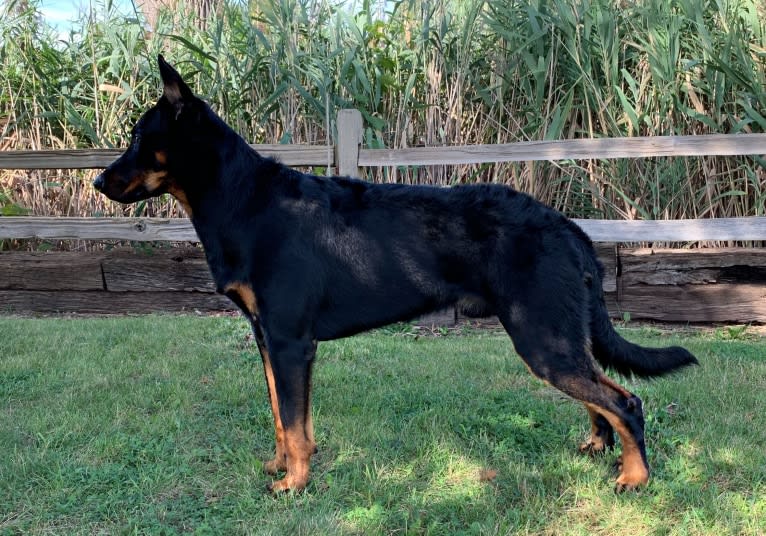 Ragar, a Beauceron tested with EmbarkVet.com