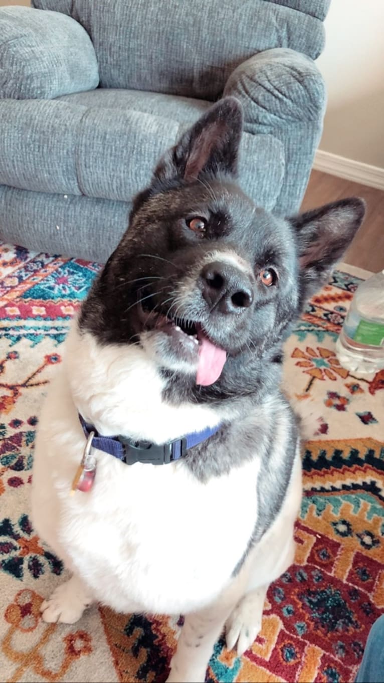 Petunia, an Akita tested with EmbarkVet.com