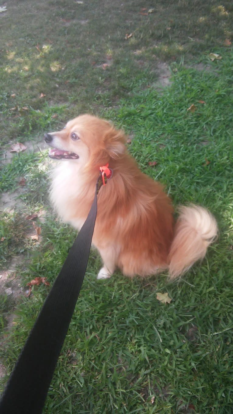 Skipper, a Pomeranian tested with EmbarkVet.com