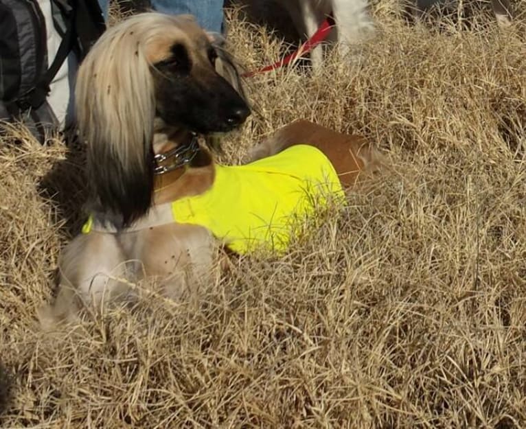 Habbi, an Afghan Hound tested with EmbarkVet.com