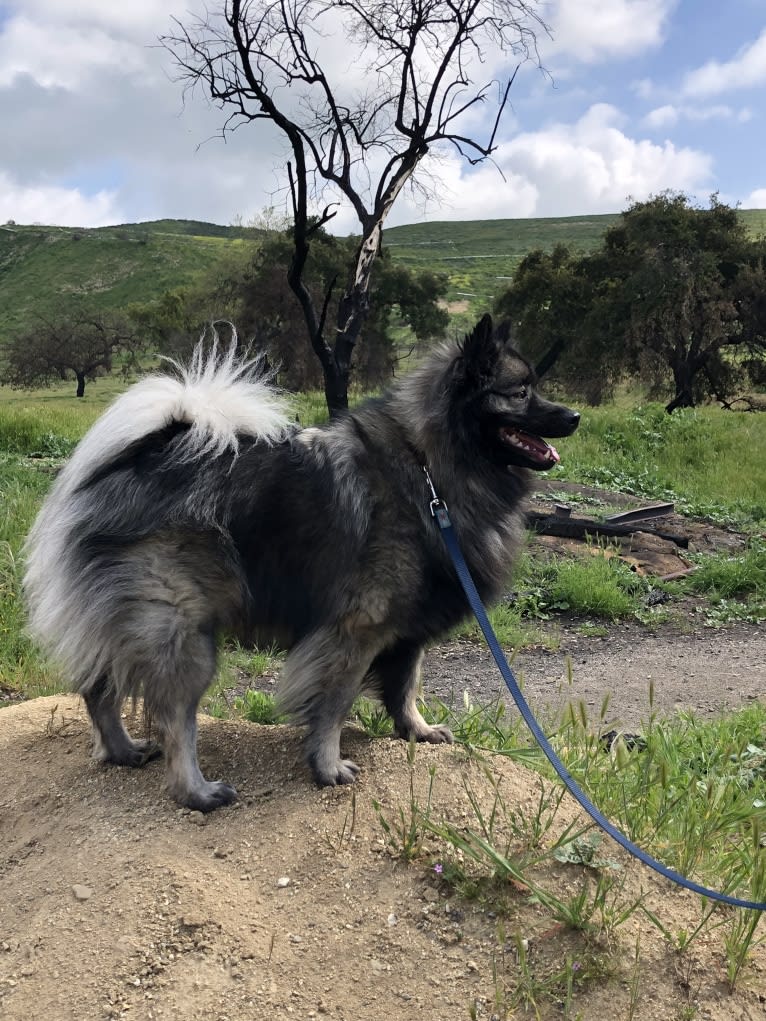 Thor, a Keeshond tested with EmbarkVet.com