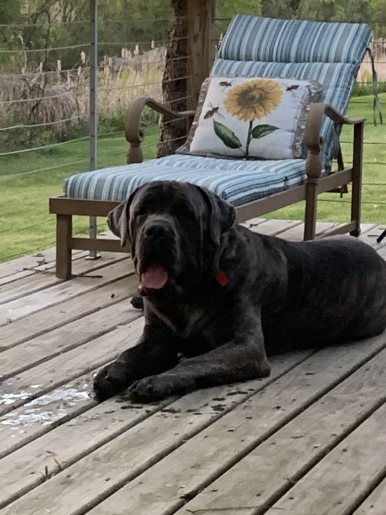 Rocco Roman Hughes, a Cane Corso tested with EmbarkVet.com