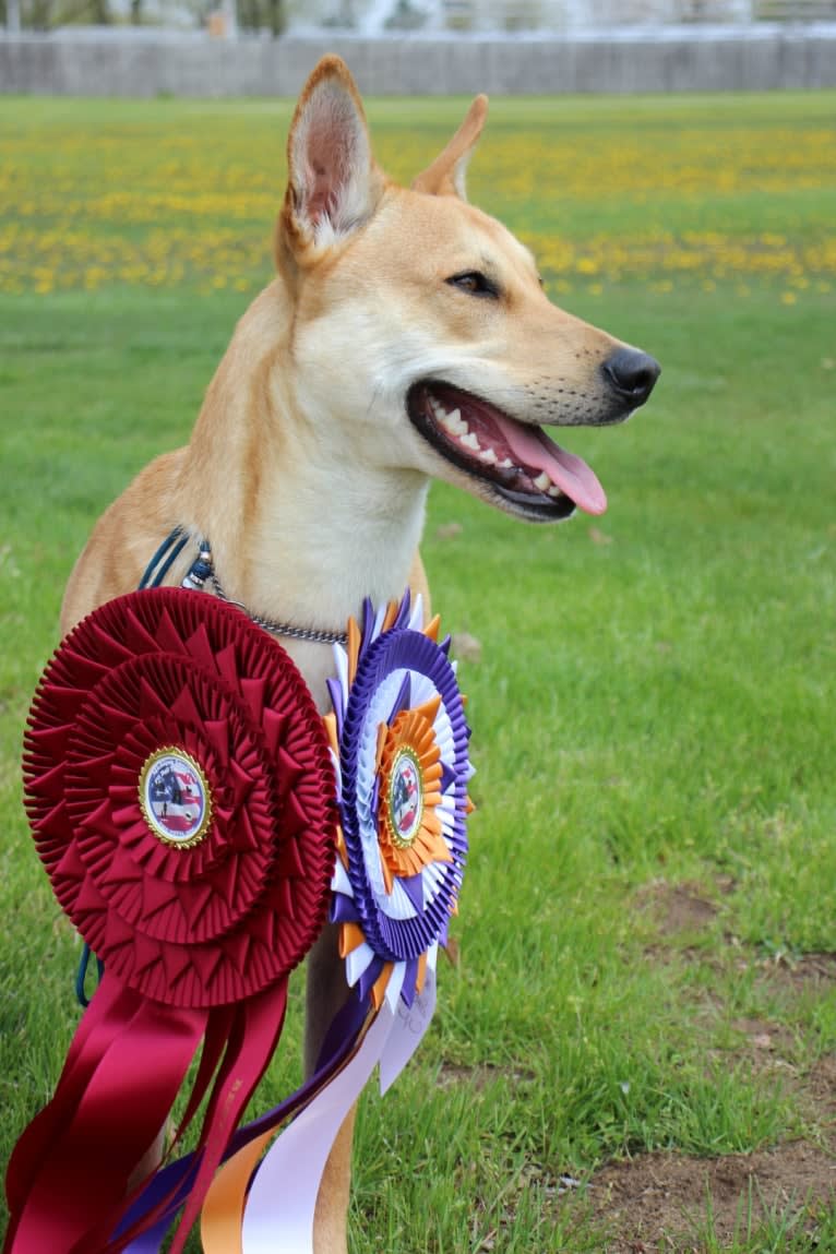 Bones, a Carolina Dog tested with EmbarkVet.com