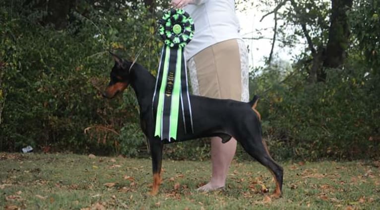 Fate, a Doberman Pinscher tested with EmbarkVet.com