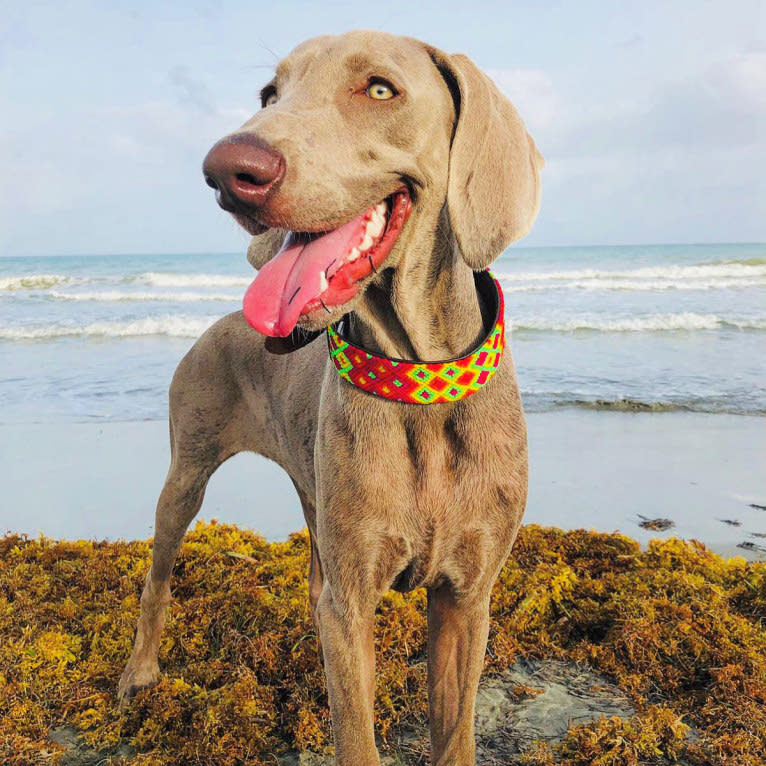 Arya the Weim, a Weimaraner tested with EmbarkVet.com