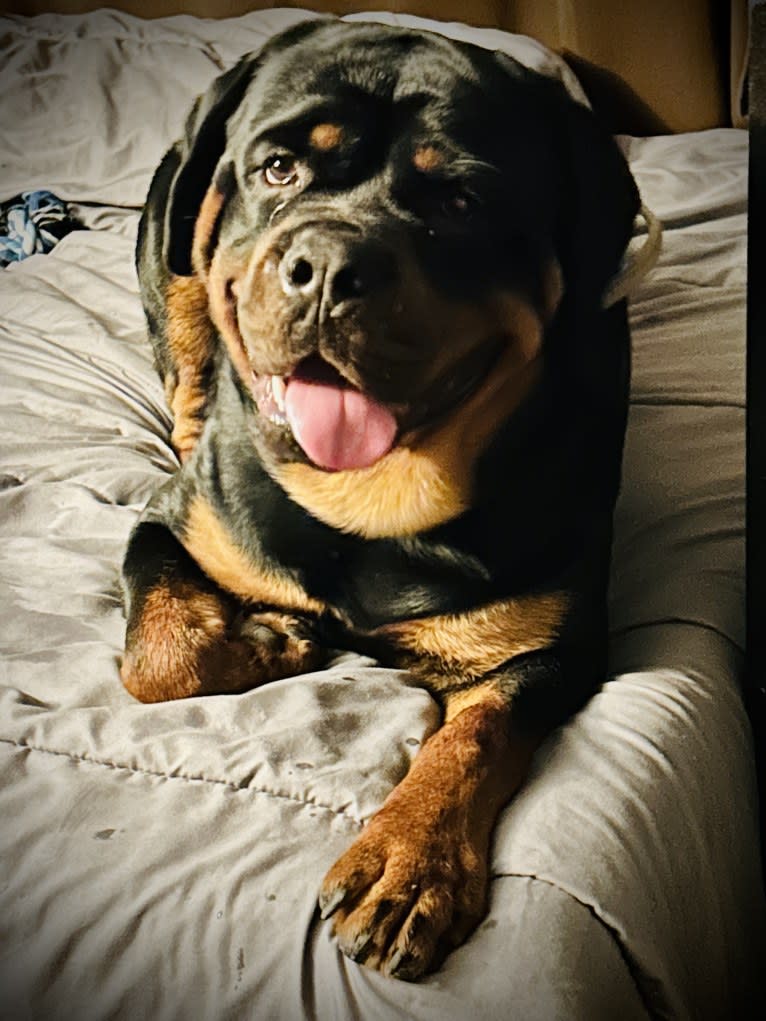 Chompy, a Rottweiler tested with EmbarkVet.com