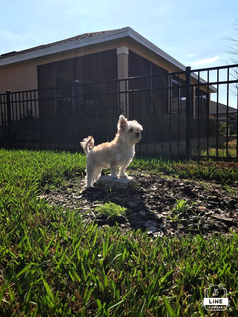 Bulgogi, a Morkie tested with EmbarkVet.com