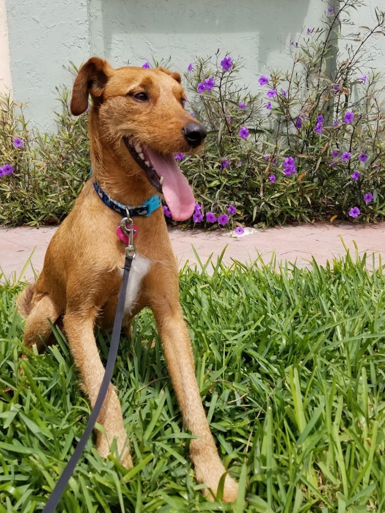 Starfall, an Airedale Terrier and Mountain Cur mix tested with EmbarkVet.com