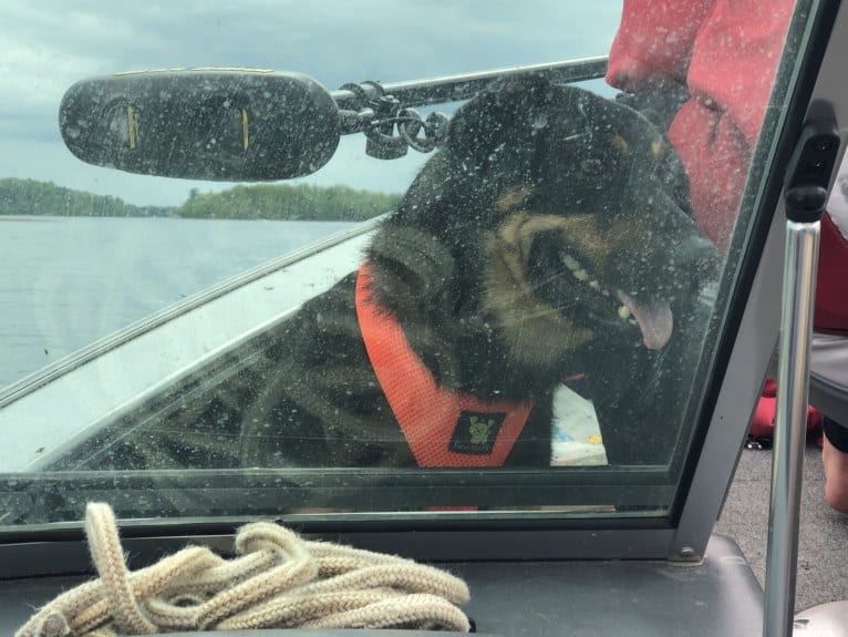 Rayson, an Australian Cattle Dog and Labrador Retriever mix tested with EmbarkVet.com