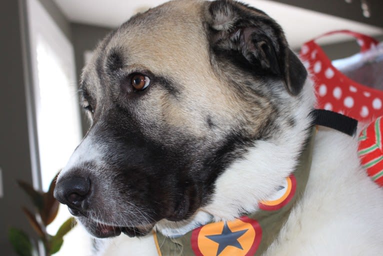 Roscoe, a Great Pyrenees and Anatolian Shepherd Dog mix tested with EmbarkVet.com