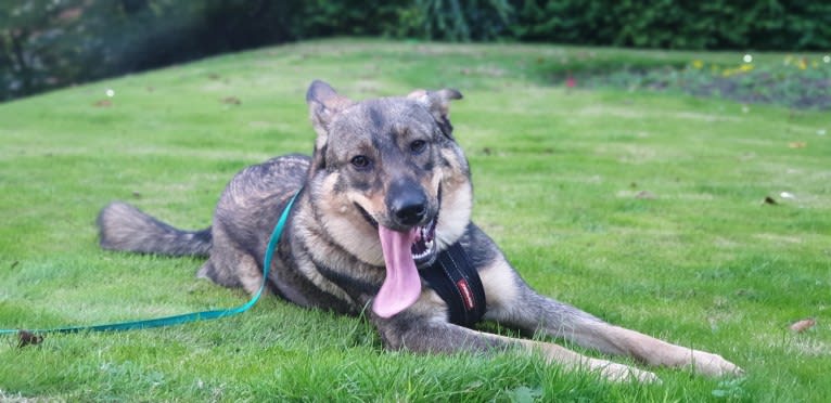 Django, an Eastern European Village Dog tested with EmbarkVet.com