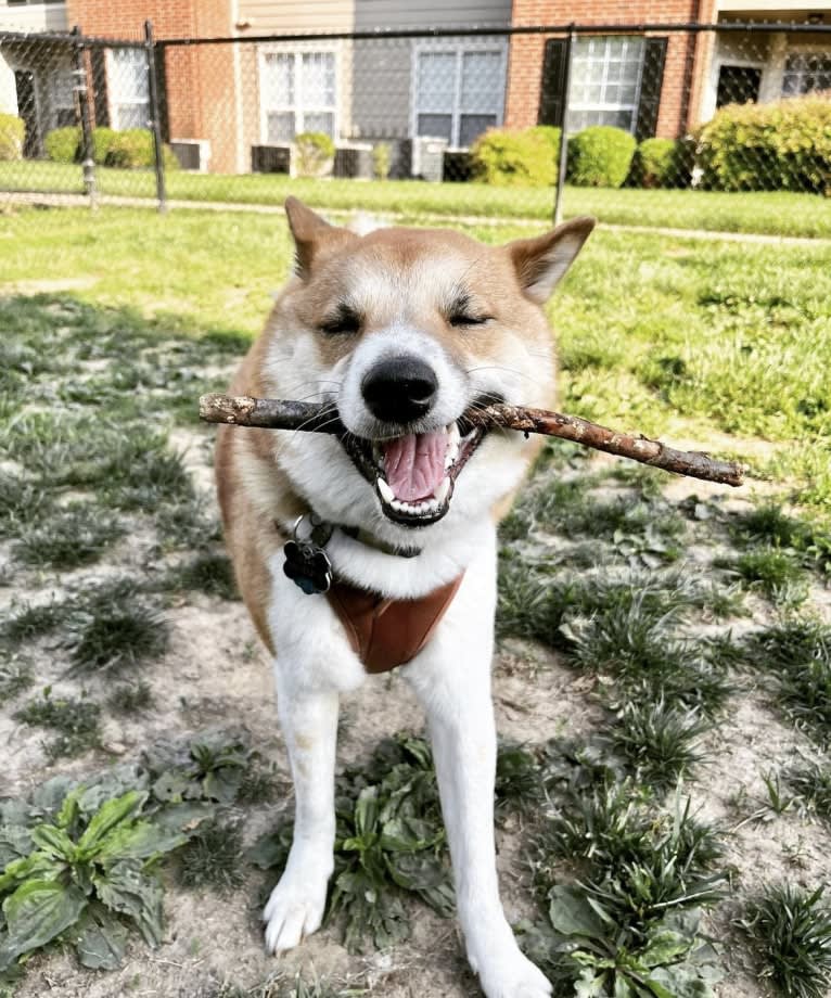 Logan, a Shiba Inu tested with EmbarkVet.com