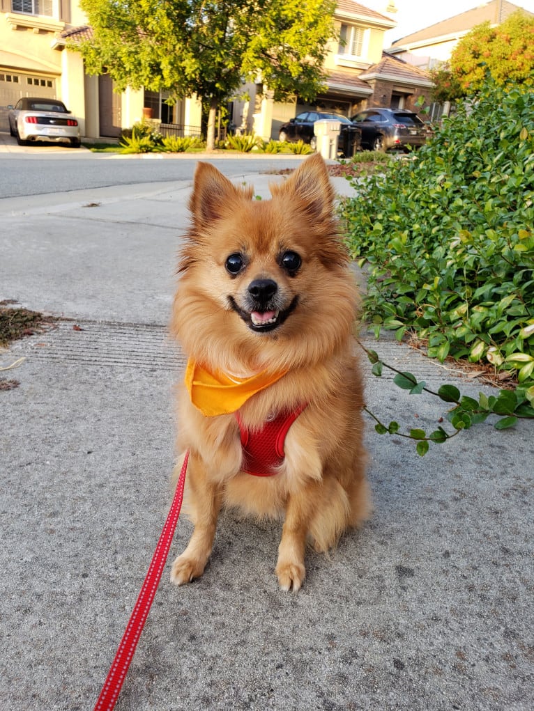 Pomeranian mini pinscher mix discount