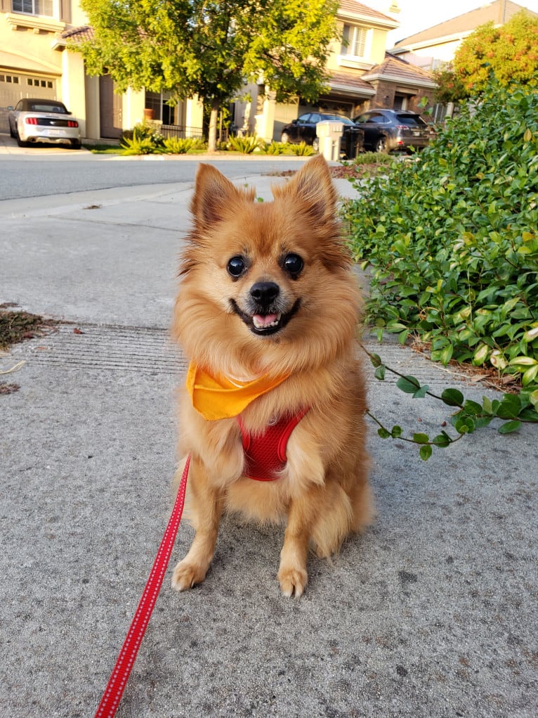 Miki, a Pomeranian and Miniature Pinscher mix tested with EmbarkVet.com