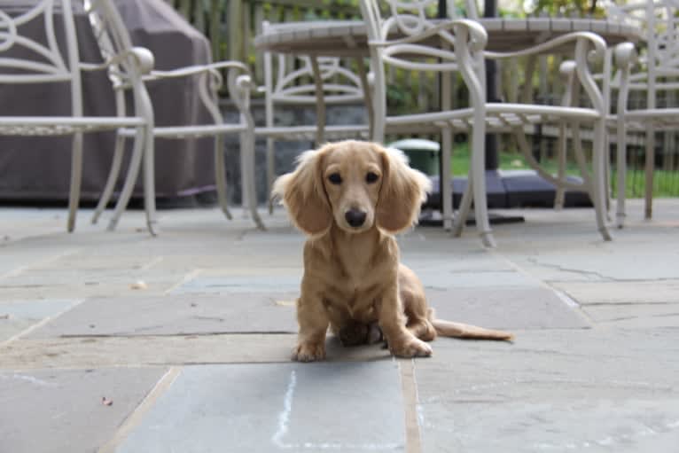 Oliver (Ollie) von Frederick, a Dachshund tested with EmbarkVet.com