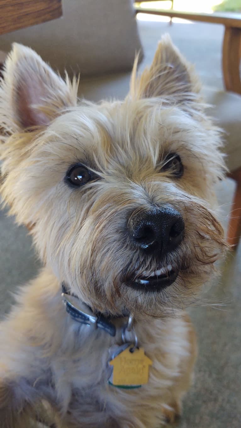 Murray, a Cairn Terrier tested with EmbarkVet.com