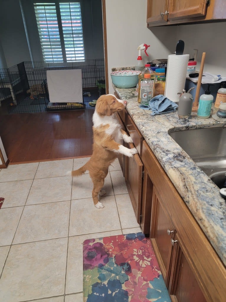 Saranac's Better Watch Out "Tucker", a Nova Scotia Duck Tolling Retriever tested with EmbarkVet.com