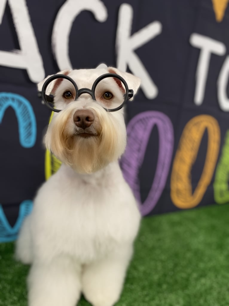 Watson, a Miniature Schnauzer tested with EmbarkVet.com