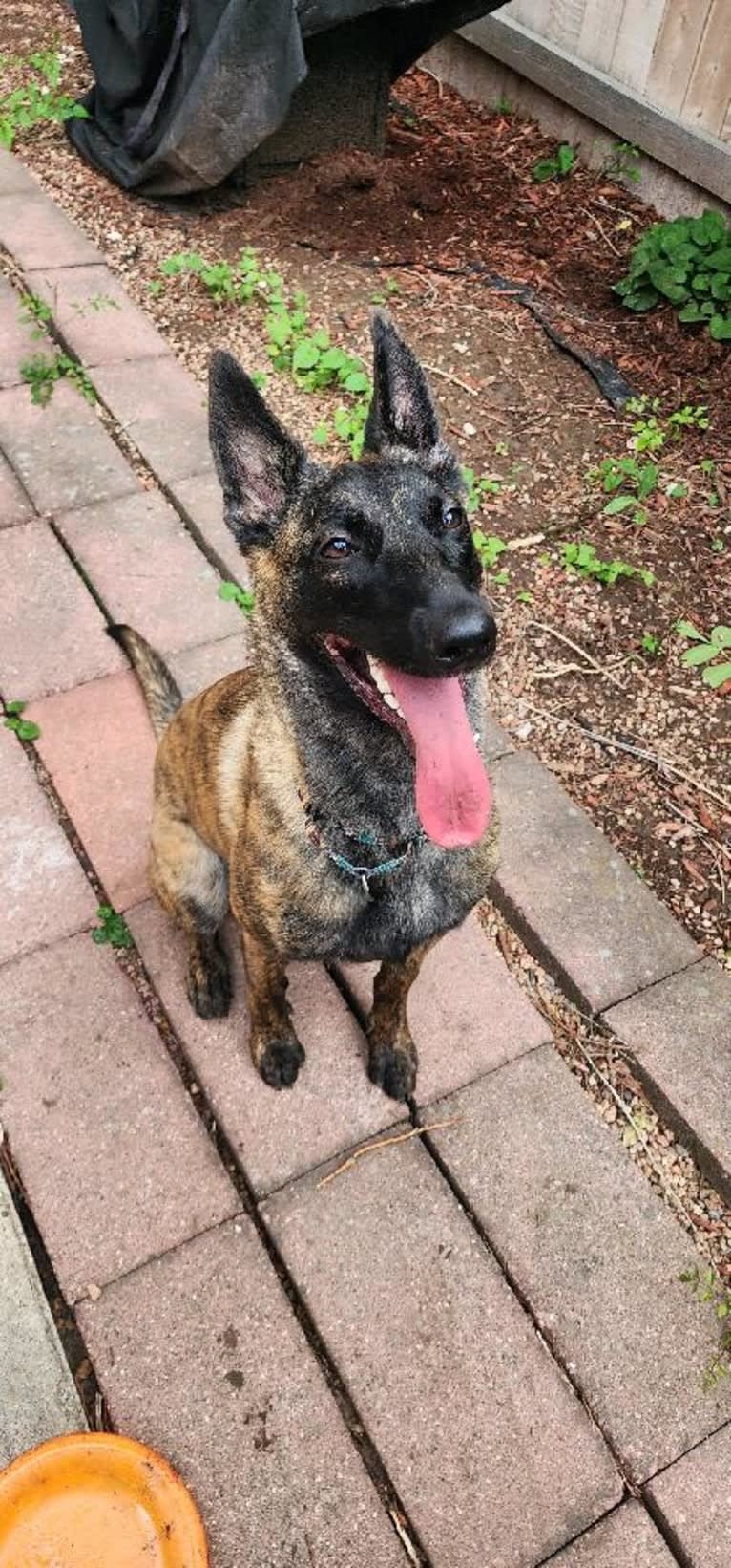 Ripley, a Dutch Shepherd tested with EmbarkVet.com