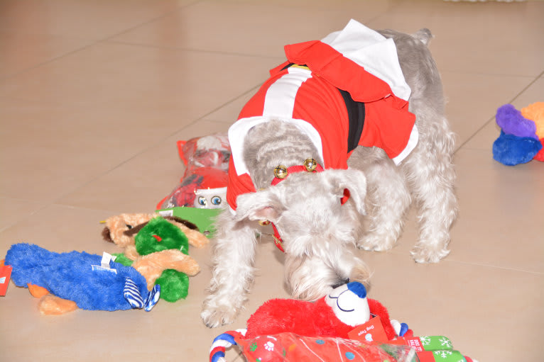 SPARTA, a Miniature Schnauzer tested with EmbarkVet.com