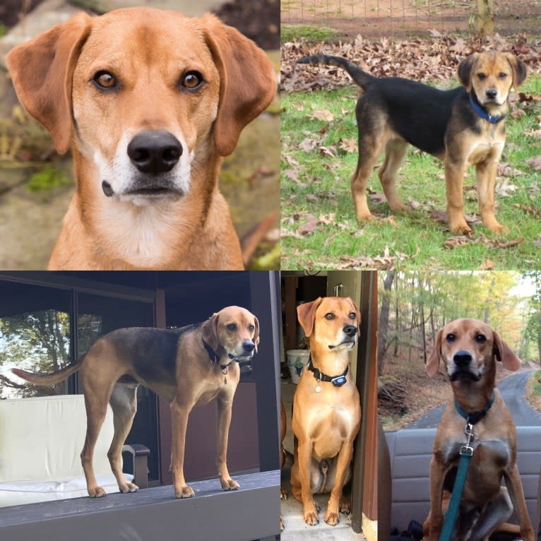 Charlie, an American Foxhound and Mountain Cur mix tested with EmbarkVet.com