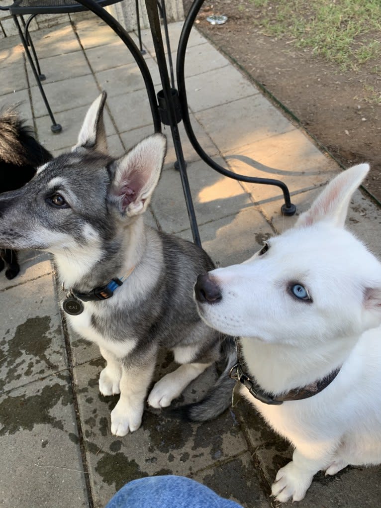 KAI, a Siberian Husky and Alaskan Malamute mix tested with EmbarkVet.com