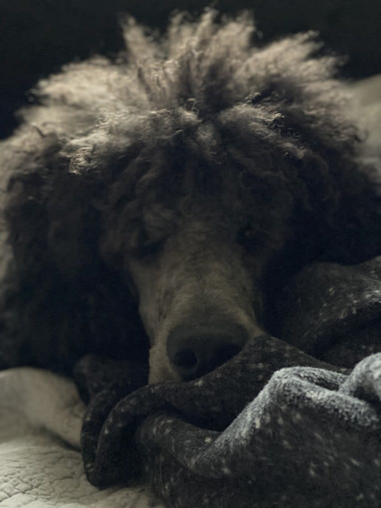 Leo, a Poodle (Standard) tested with EmbarkVet.com