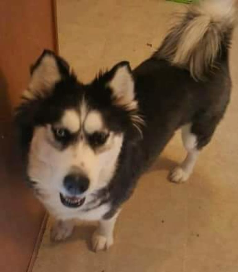 Eeko, a Siberian Husky tested with EmbarkVet.com