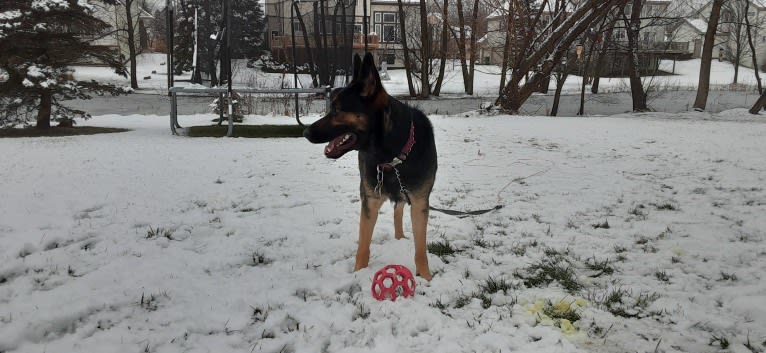 Petra, a German Shepherd Dog and Australian Cattle Dog mix tested with EmbarkVet.com