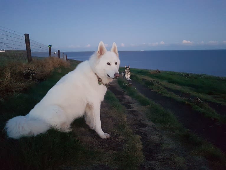 Alaska, a German Shepherd Dog and Akita mix tested with EmbarkVet.com