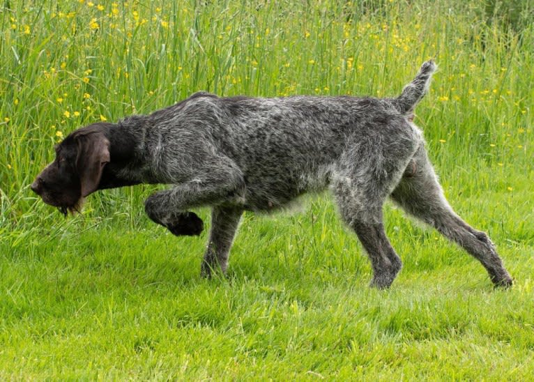 Joe, a German Wirehaired Pointer tested with EmbarkVet.com
