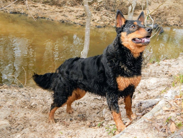 Astharoshe, an Australian Cattle Dog and Chow Chow mix tested with EmbarkVet.com