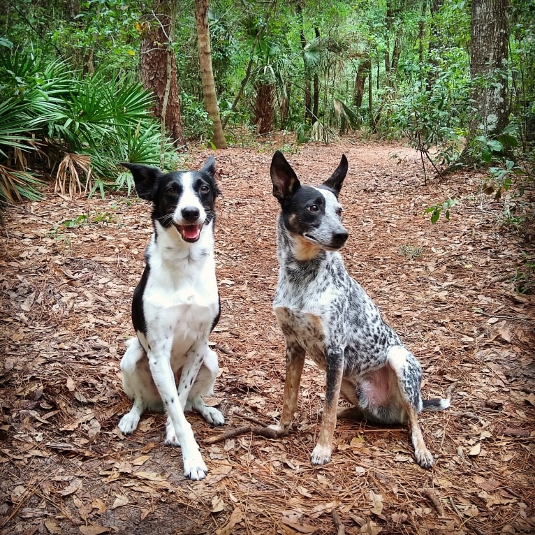 Luca, a Labrador Retriever and Australian Cattle Dog mix tested with EmbarkVet.com