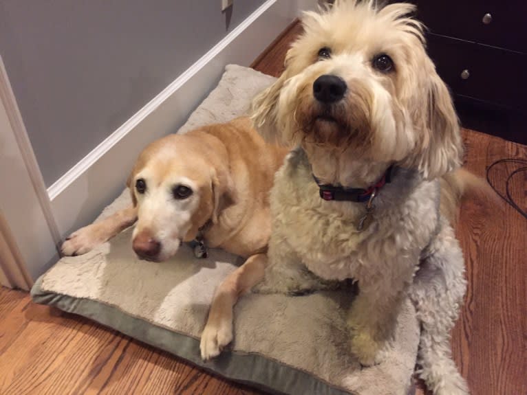 Gus, a Rat Terrier and Poodle (Small) mix tested with EmbarkVet.com