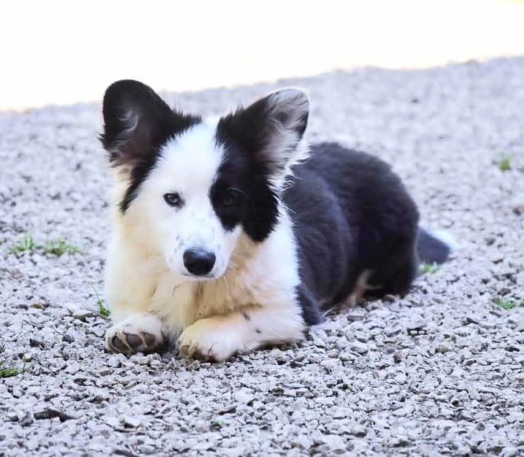 Major Point Jack Classic Clancy, a Cardigan Welsh Corgi tested with EmbarkVet.com