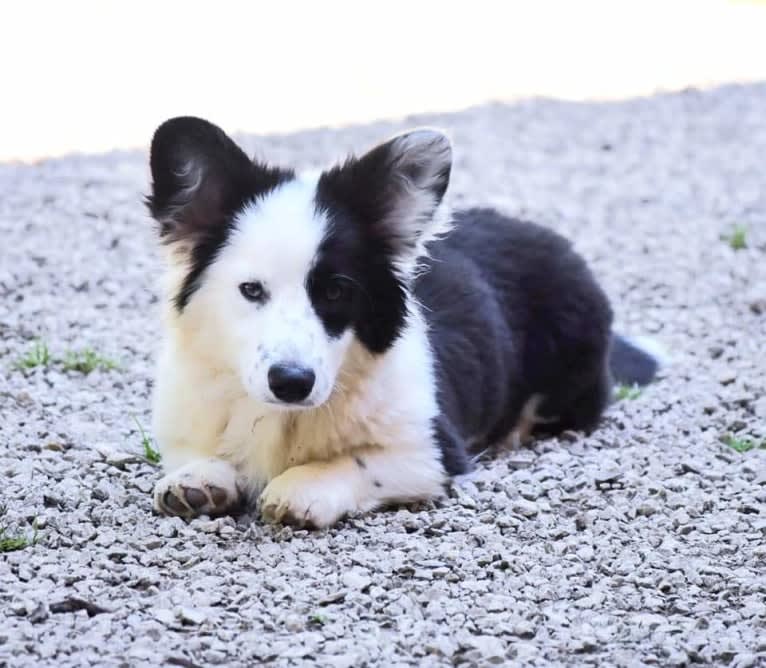 Major Point Jack Classic Clancy, a Cardigan Welsh Corgi tested with EmbarkVet.com