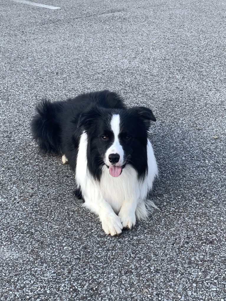 Bohdi, a Border Collie tested with EmbarkVet.com