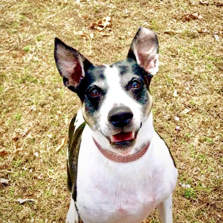 Maddie, an American Pit Bull Terrier and Rat Terrier mix tested with EmbarkVet.com