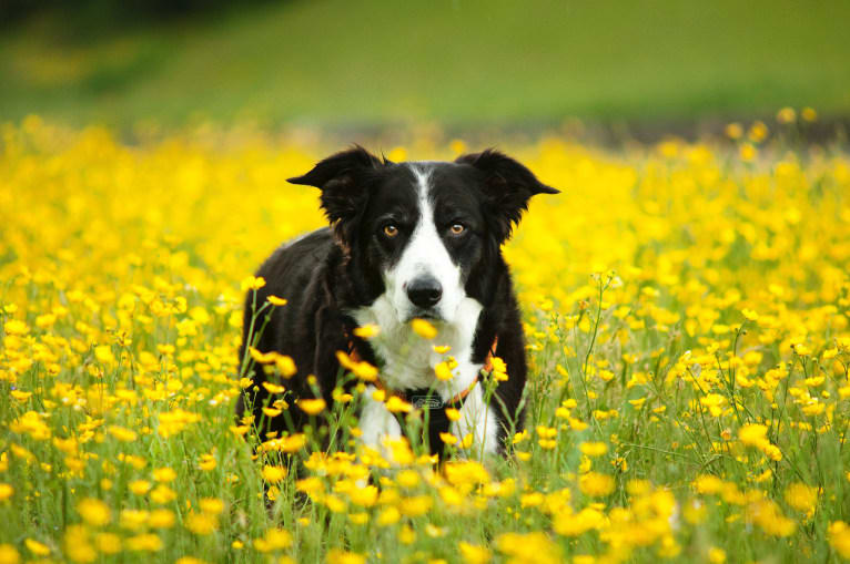 Jack, a Border Collie tested with EmbarkVet.com