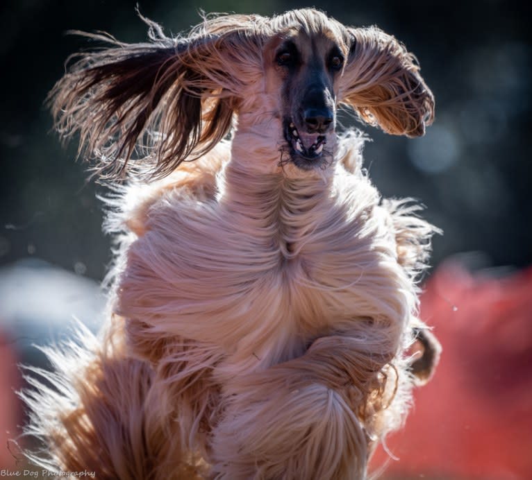 SPIRIT, an Afghan Hound tested with EmbarkVet.com