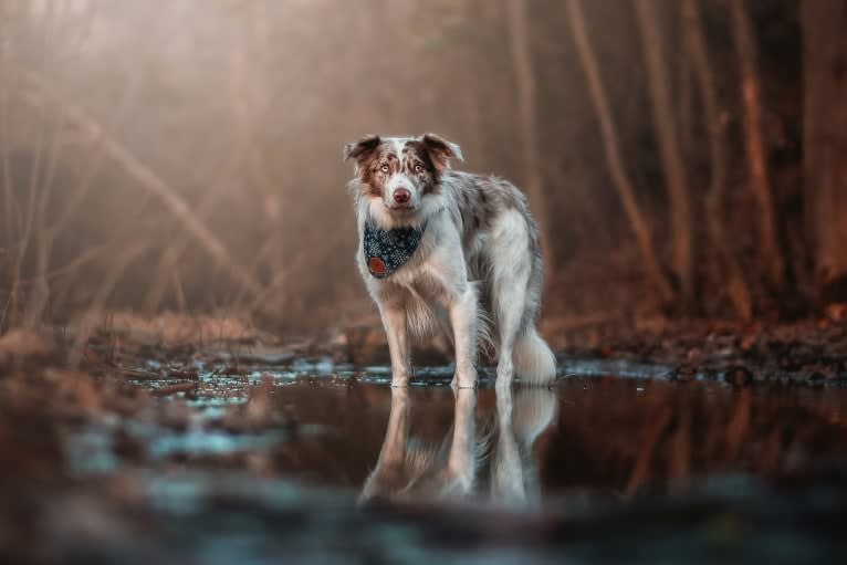Asher, a Border Collie tested with EmbarkVet.com