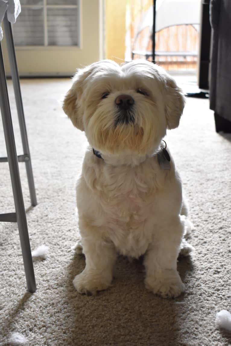 Ollie, a Lhasa Apso tested with EmbarkVet.com