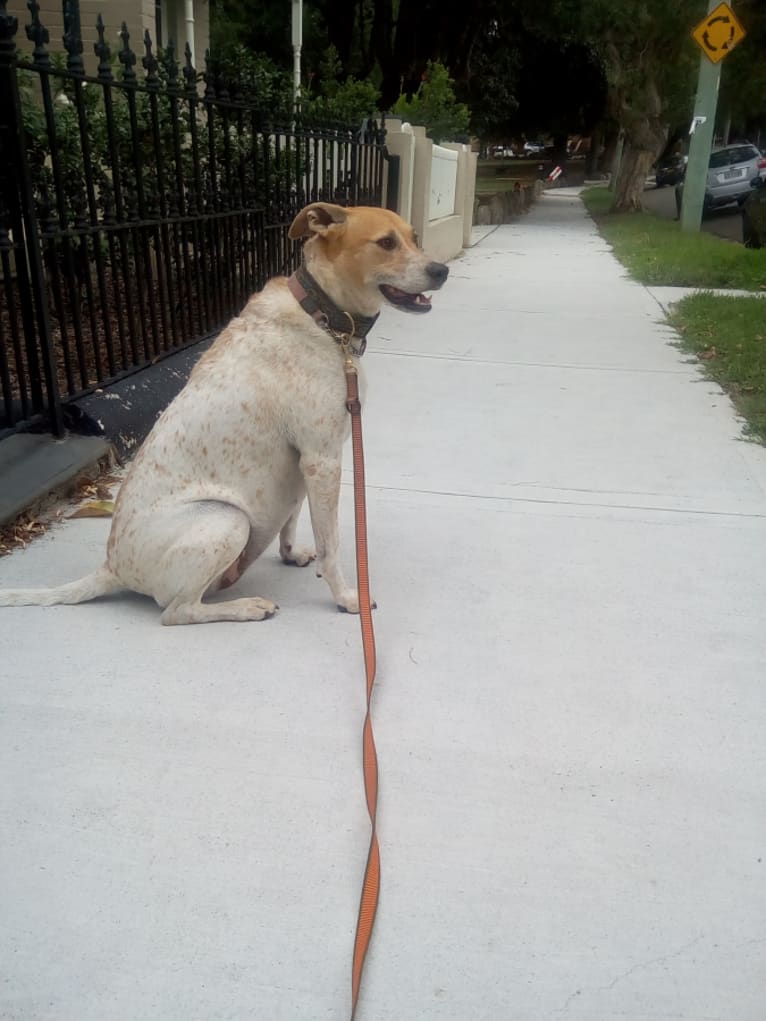 Freya, an Australian Cattle Dog and Koolie mix tested with EmbarkVet.com