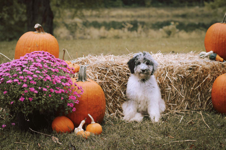 Dolly, a Labradoodle tested with EmbarkVet.com