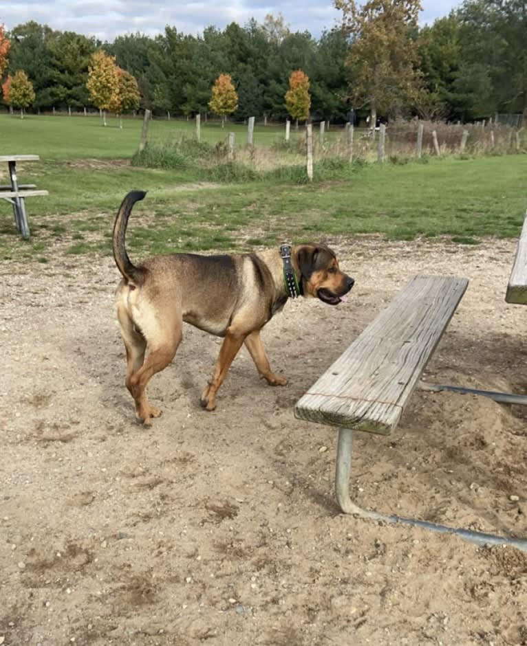 Lenny, a Rottweiler and American Pit Bull Terrier mix tested with EmbarkVet.com