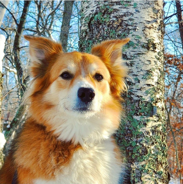 Nakia, an English Shepherd tested with EmbarkVet.com